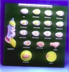 Development Of Chick