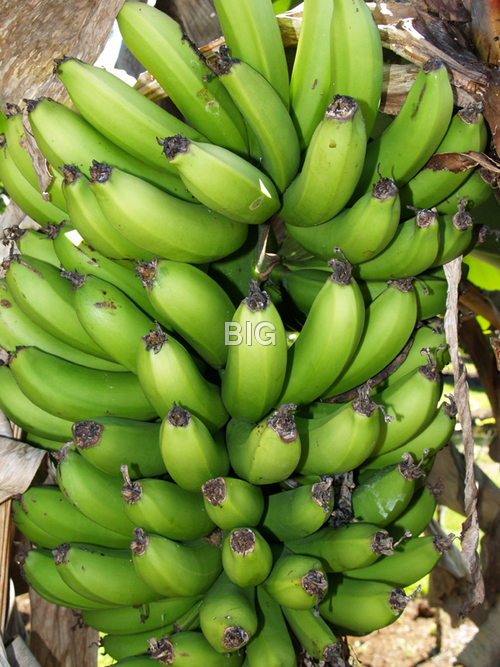 Banana