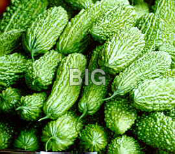 Bitter Gourd