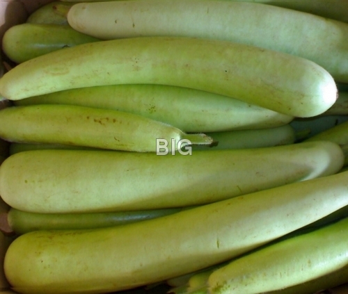 Bottle Gourd