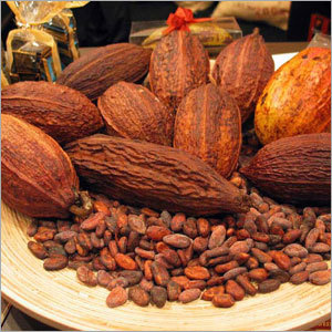 Cocoa Beans