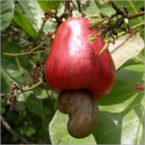 Cashew Fruit