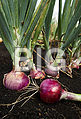 Fresh Onion