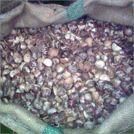 Betel Nut