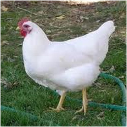 Broiler Feed