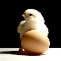 Chicks Feed