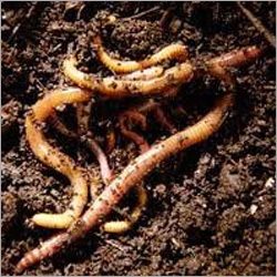 Vermicompost Organic Manure