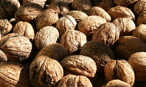 Akhrot / Walnuts Storage Facilities