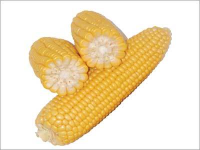Maize