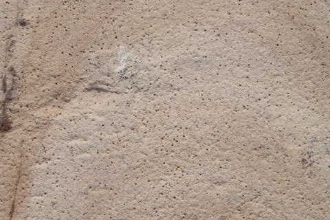 Fossil Mint Sandstone