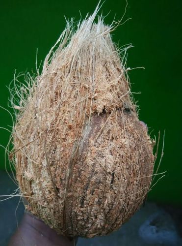 Fresh Coconuts