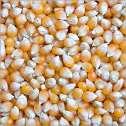 Broken Maize