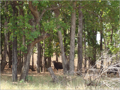 Wildlife Park