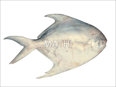 White Pomfret