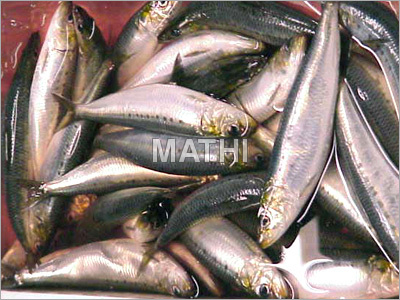 Sardine