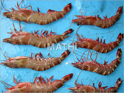 Prawns