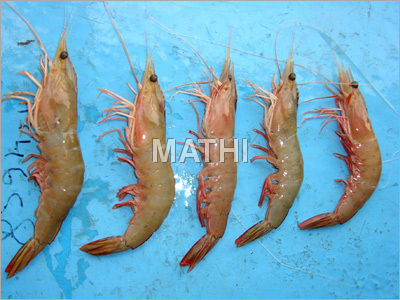 Prawns