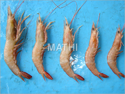 Prawns