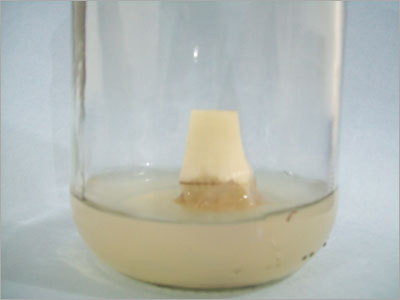 Banana Tissue culture Establishment Stage