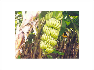 Banana Tissue Culture Field Performance