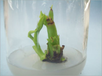 Banana Tissue Culture Multiplication Stage