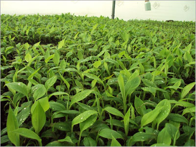Banana Tissue Culture Poly House Stage