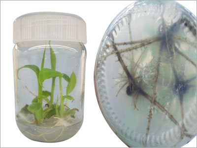 Banana Tissue Culture Rooting Stage