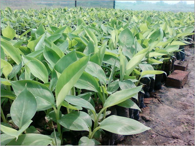 Banana Tissue Plant