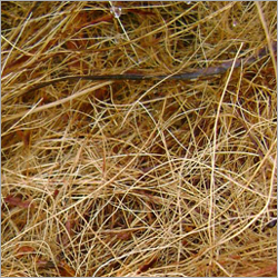 Coco Fibre