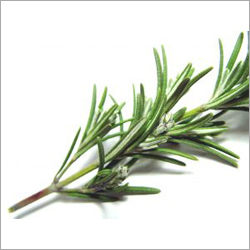Rosemary