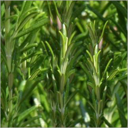 Herbs Rosemary
