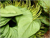 Betel Leaves