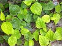 Betel Leaves