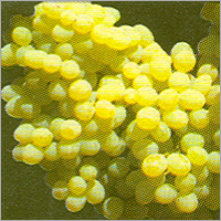 Sulphur 85% D.P