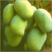 Agricultural Dusting Powder