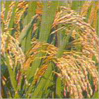 Agricultural Chemicals