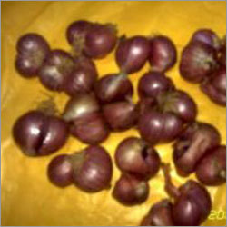 Podusu Onion
