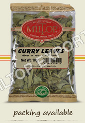 Curry Leaves (Kadipatta / Murraya Koenigii)