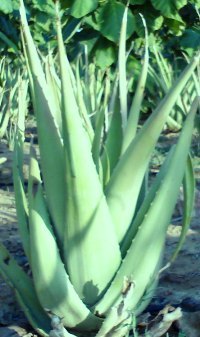 Alovera