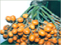 Coconut Shell Products