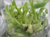 Tissue Culture Banana Plants Tissue Culture Banana Plants