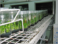 Banana Plants Growth Room