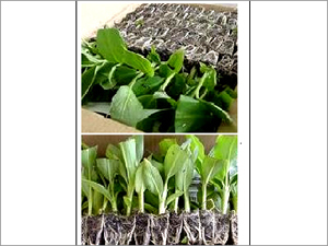 Primary Hardened Plants