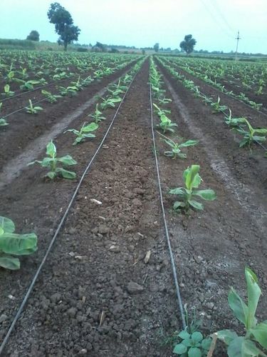 Field Stage After 1 Month 3 Weeks