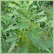 Senna Leaves