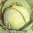Cabbage