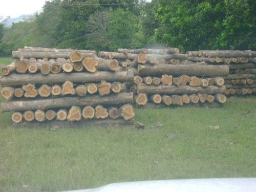 Panama Teak Logs