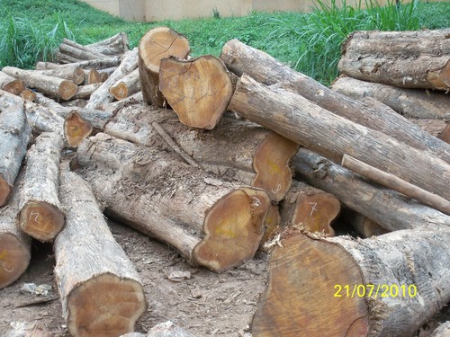 Sudan Teak Logs