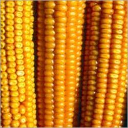 Maize
