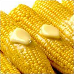 Corn